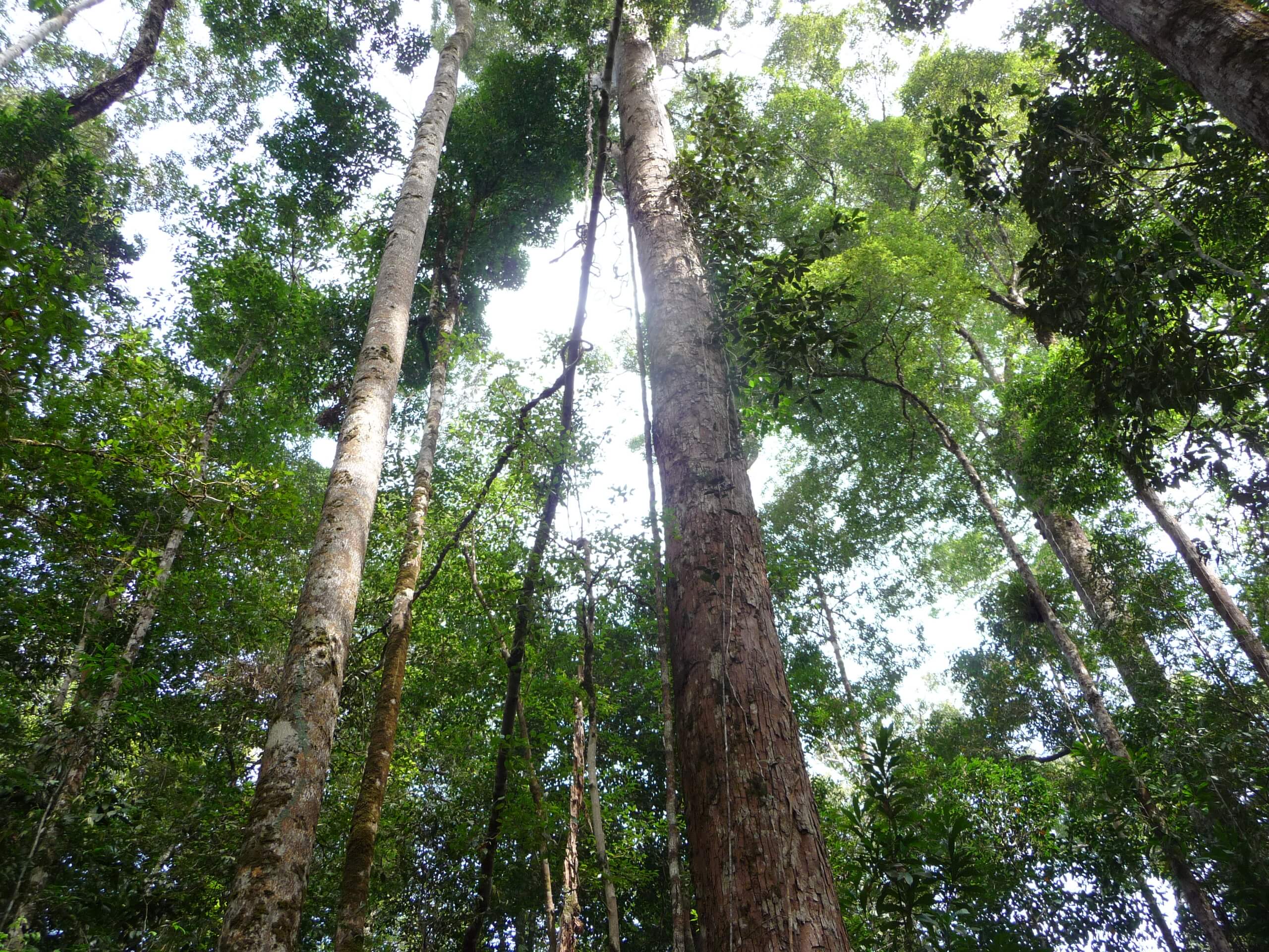 Wenn ihre Landrechte anerkannt werden, können die Penan ihren Wald erfolgreich schützen